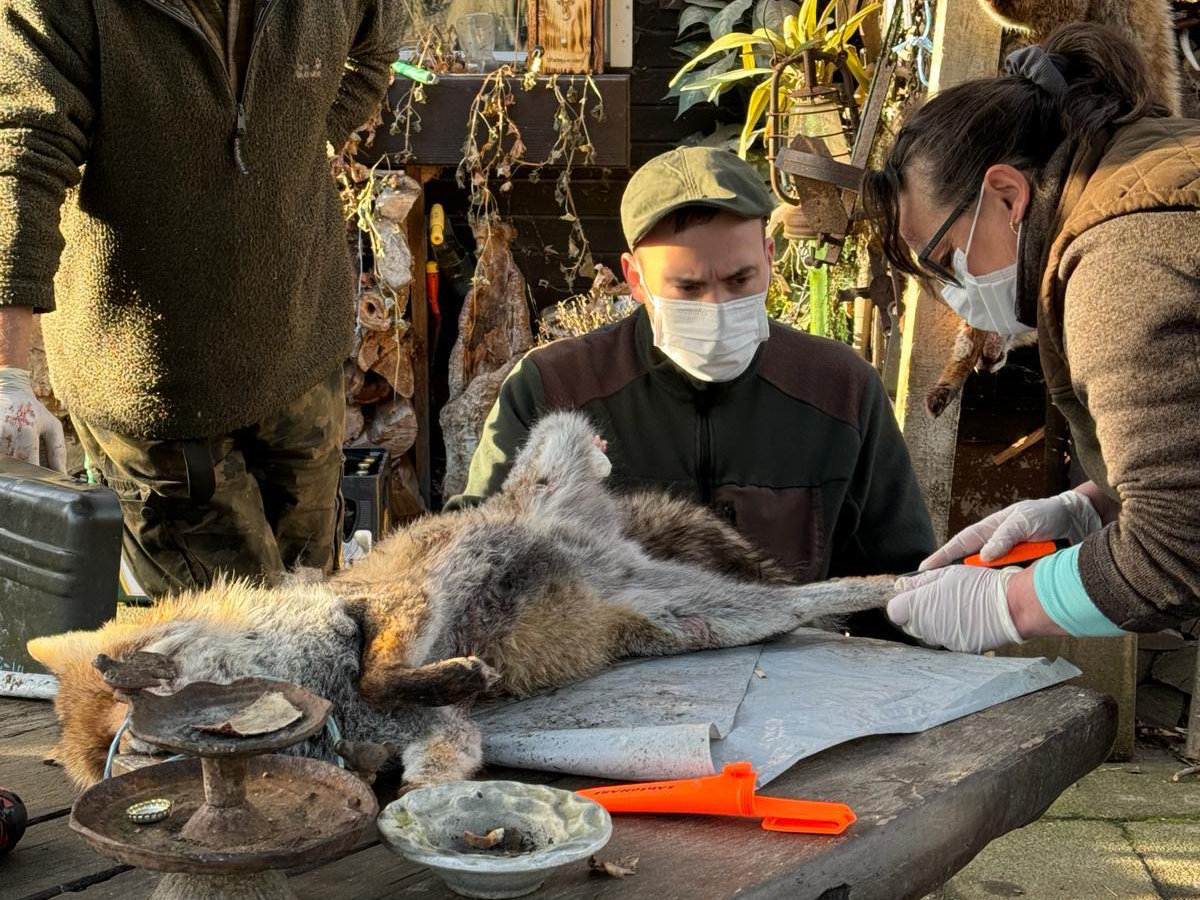 Seminar zum Streifen bzw. Abbalgen von Fuchs, Waschbär & weiterem jagdbaren Raubwild