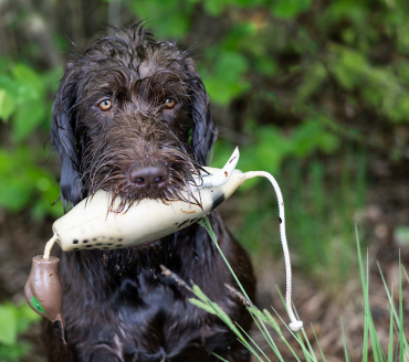 Hundekurs zur Erlangung der jagdlichen Brauchbarkeit